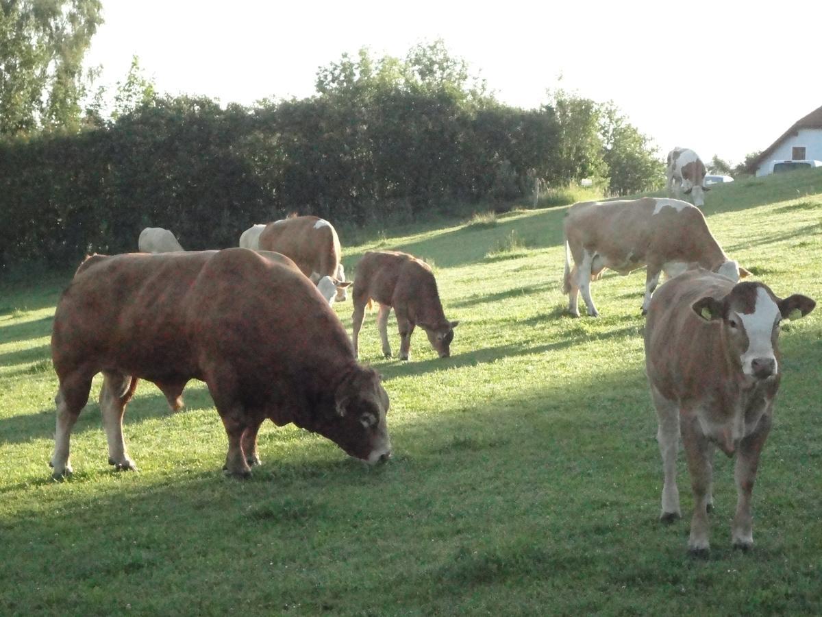 Ferienhof Stanzl Rappottenstein Luaran gambar